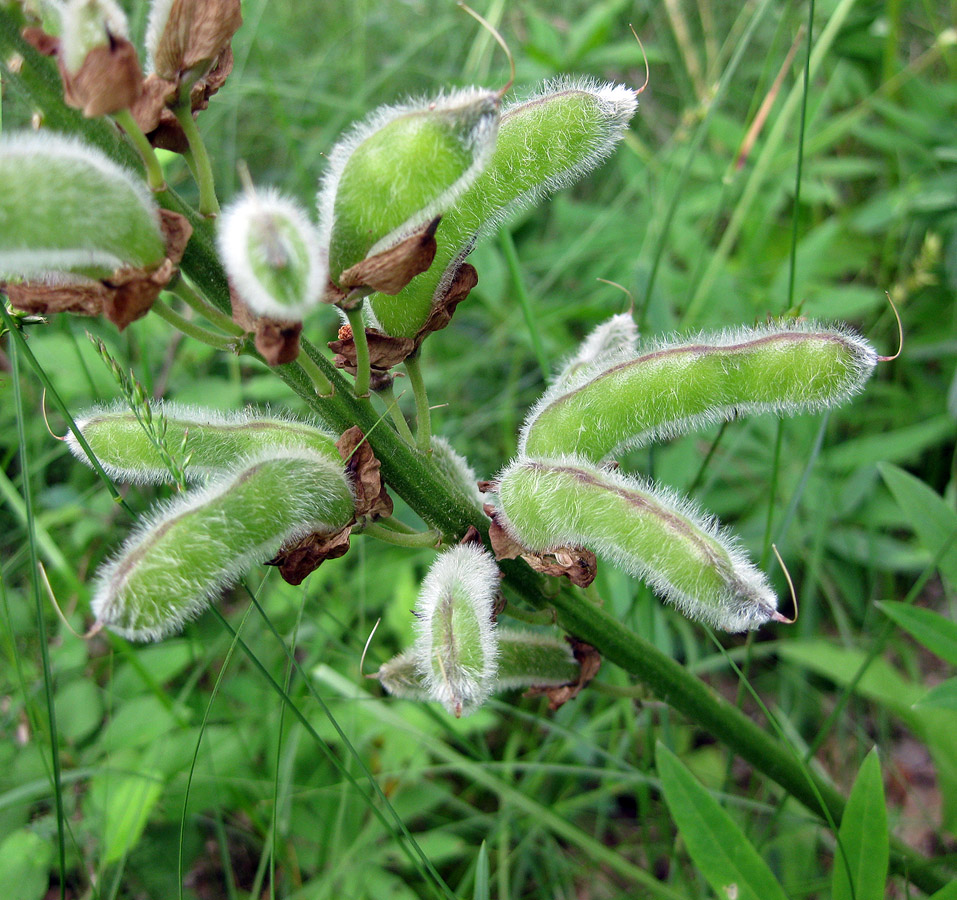 Image of Lupinus polyphyllus specimen.