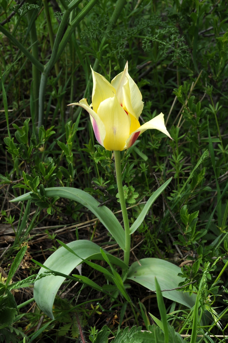 Image of Tulipa greigii specimen.