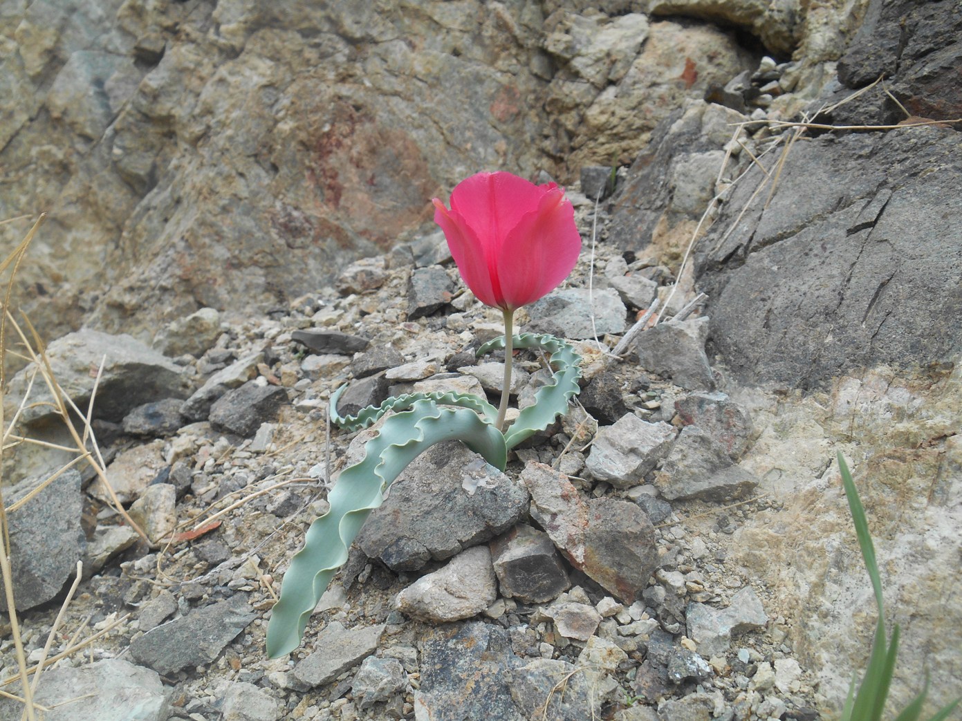 Изображение особи Tulipa rosea.