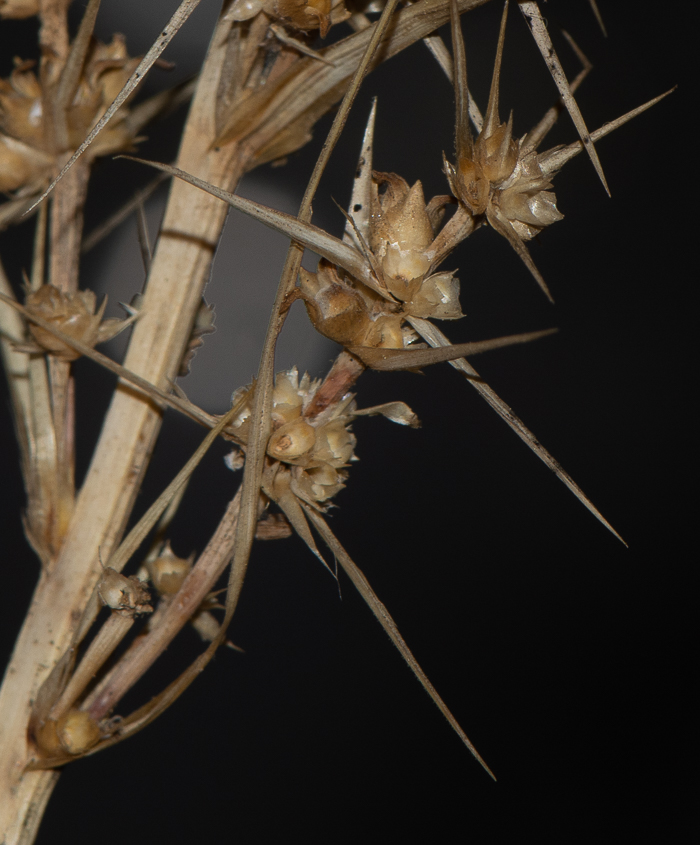 Image of Lomandra longifolia specimen.