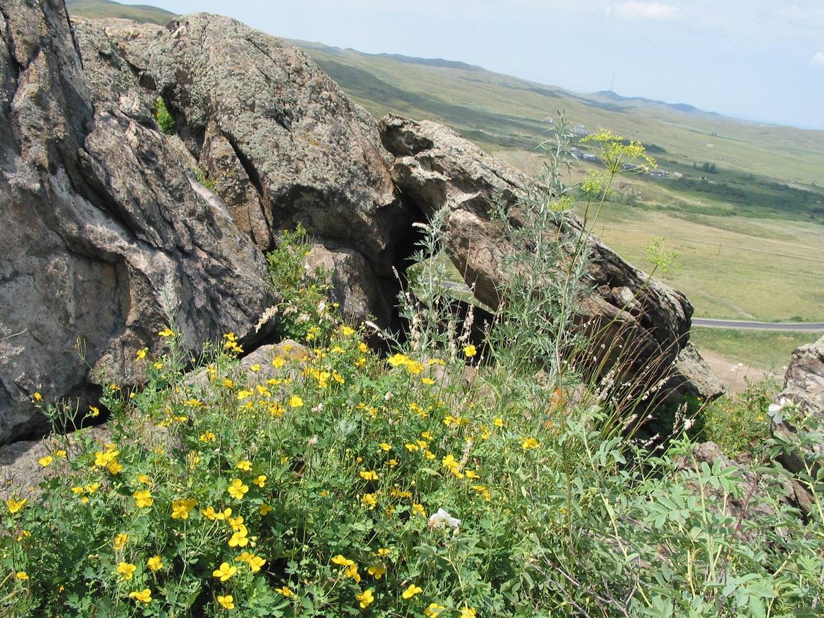 Image of Chelidonium majus specimen.