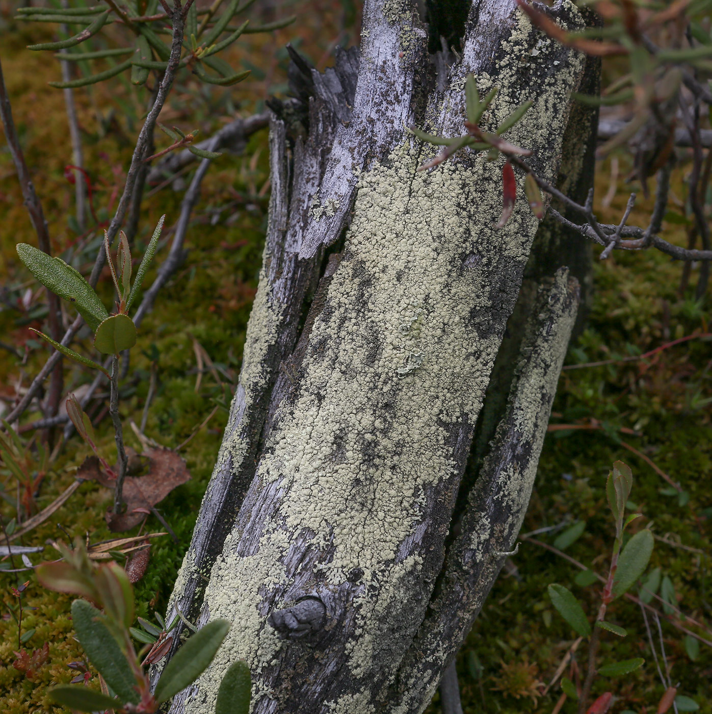 Image of genus Parmeliopsis specimen.