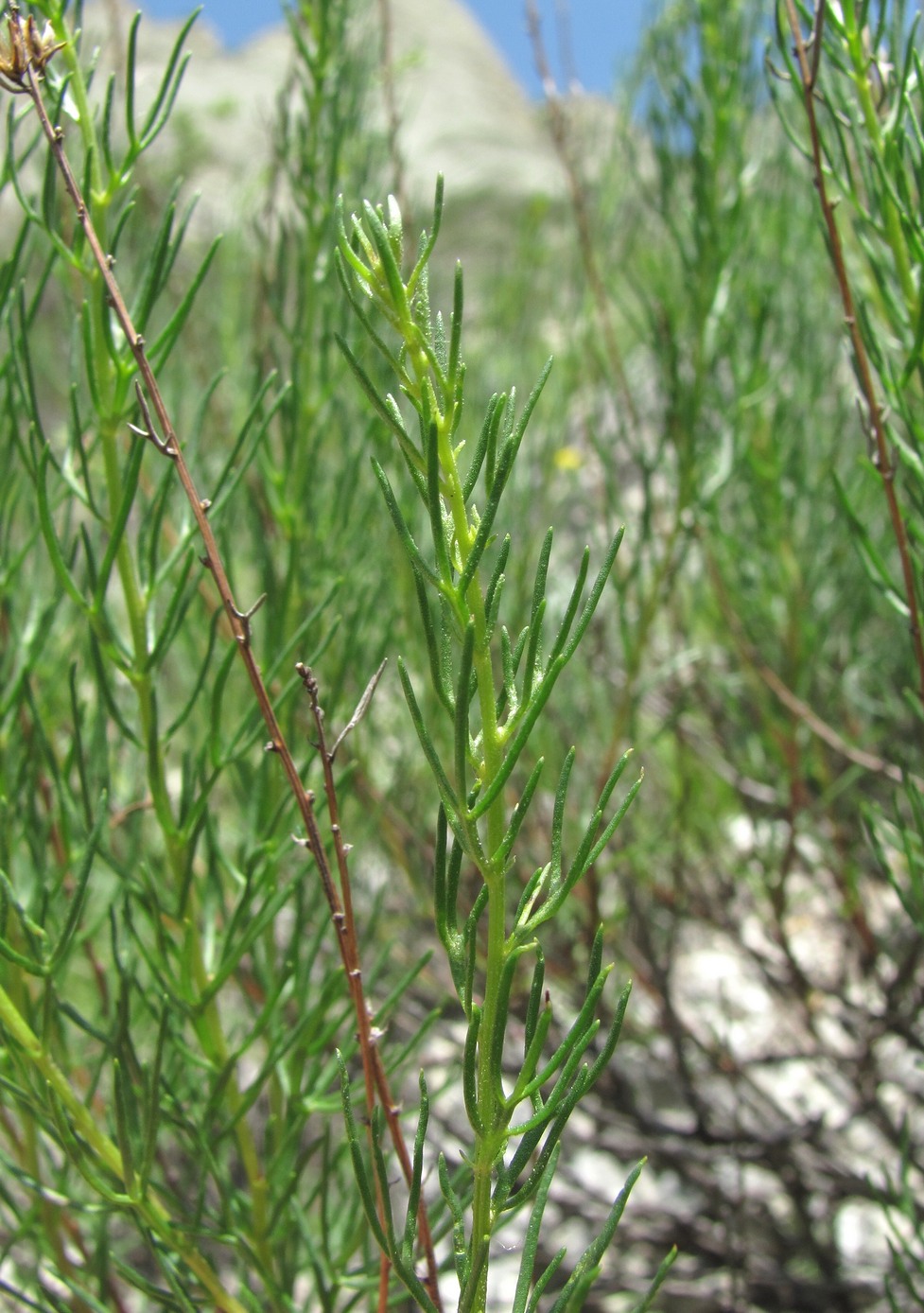 Изображение особи Artemisia salsoloides.