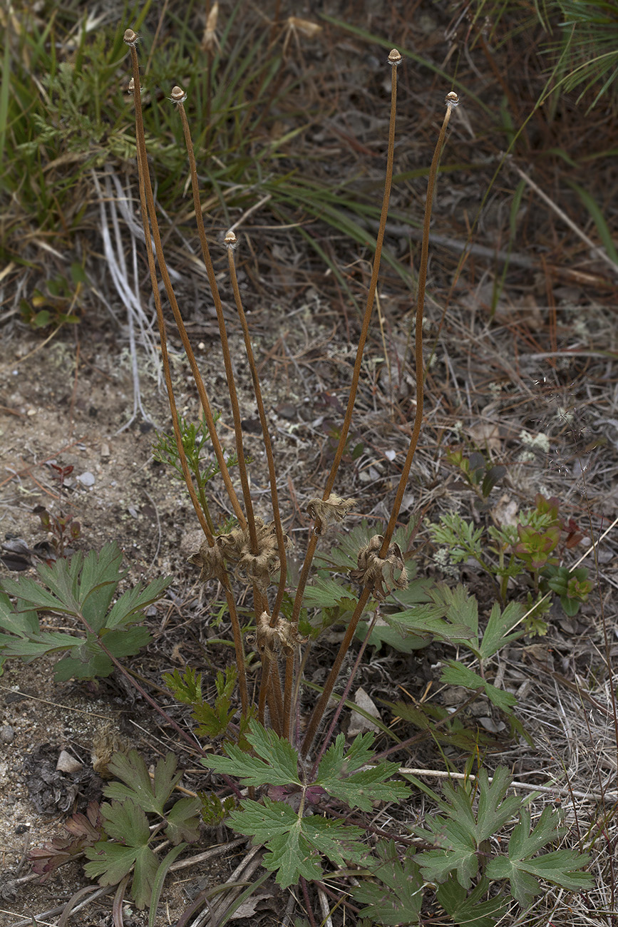 Image of Pulsatilla tatewakii specimen.