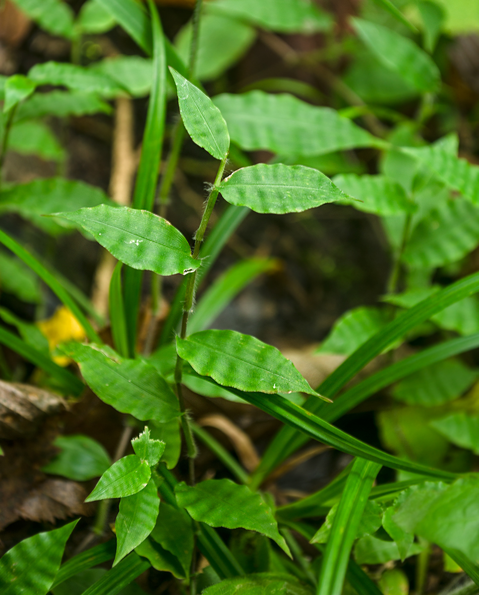 Изображение особи Oplismenus undulatifolius.