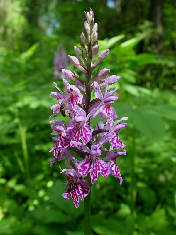 Image of Dactylorhiza fuchsii specimen.