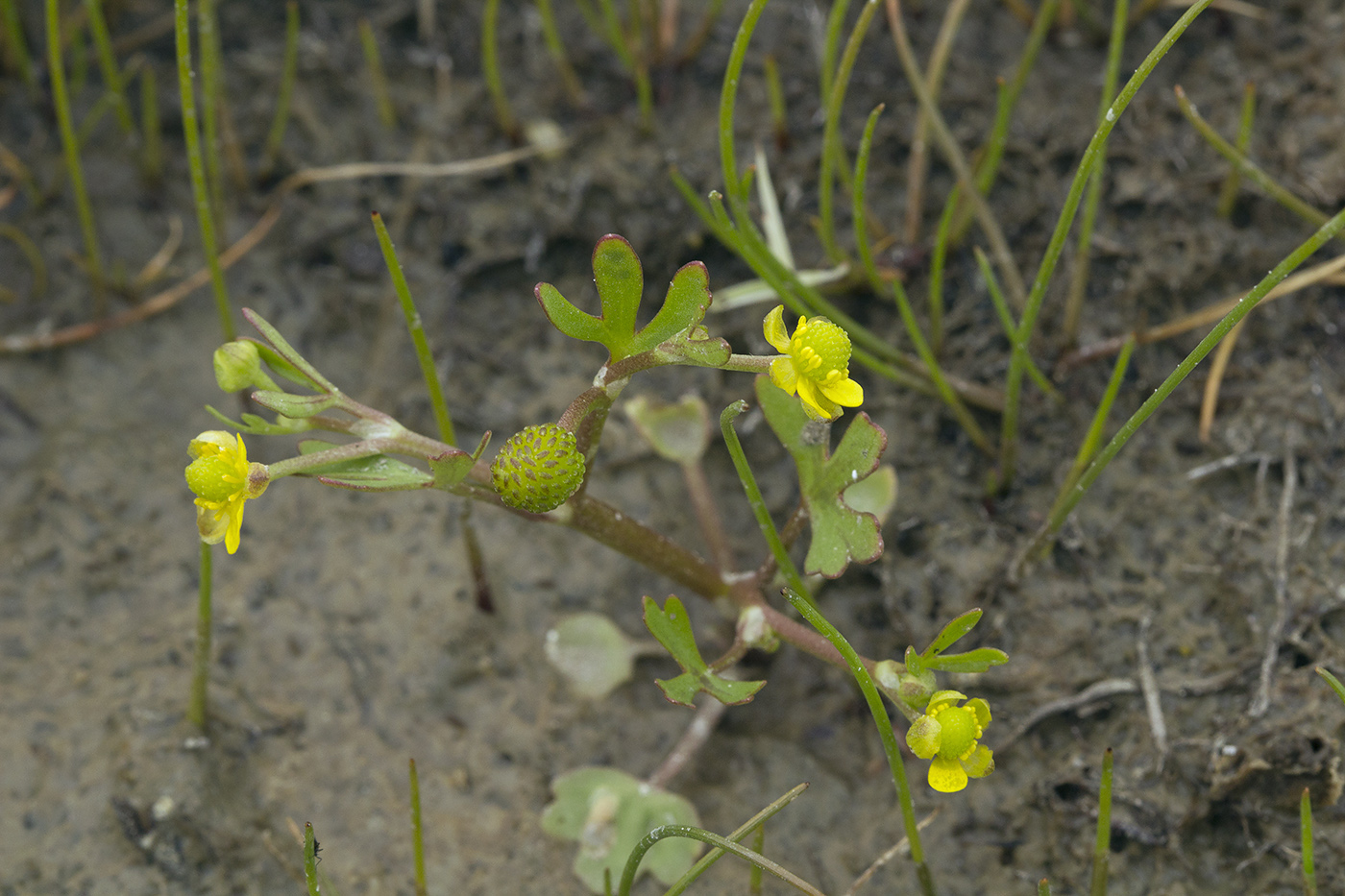 Изображение особи Ranunculus hyperboreus.