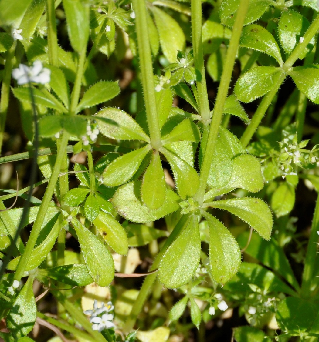 Image of Galium pisiferum specimen.