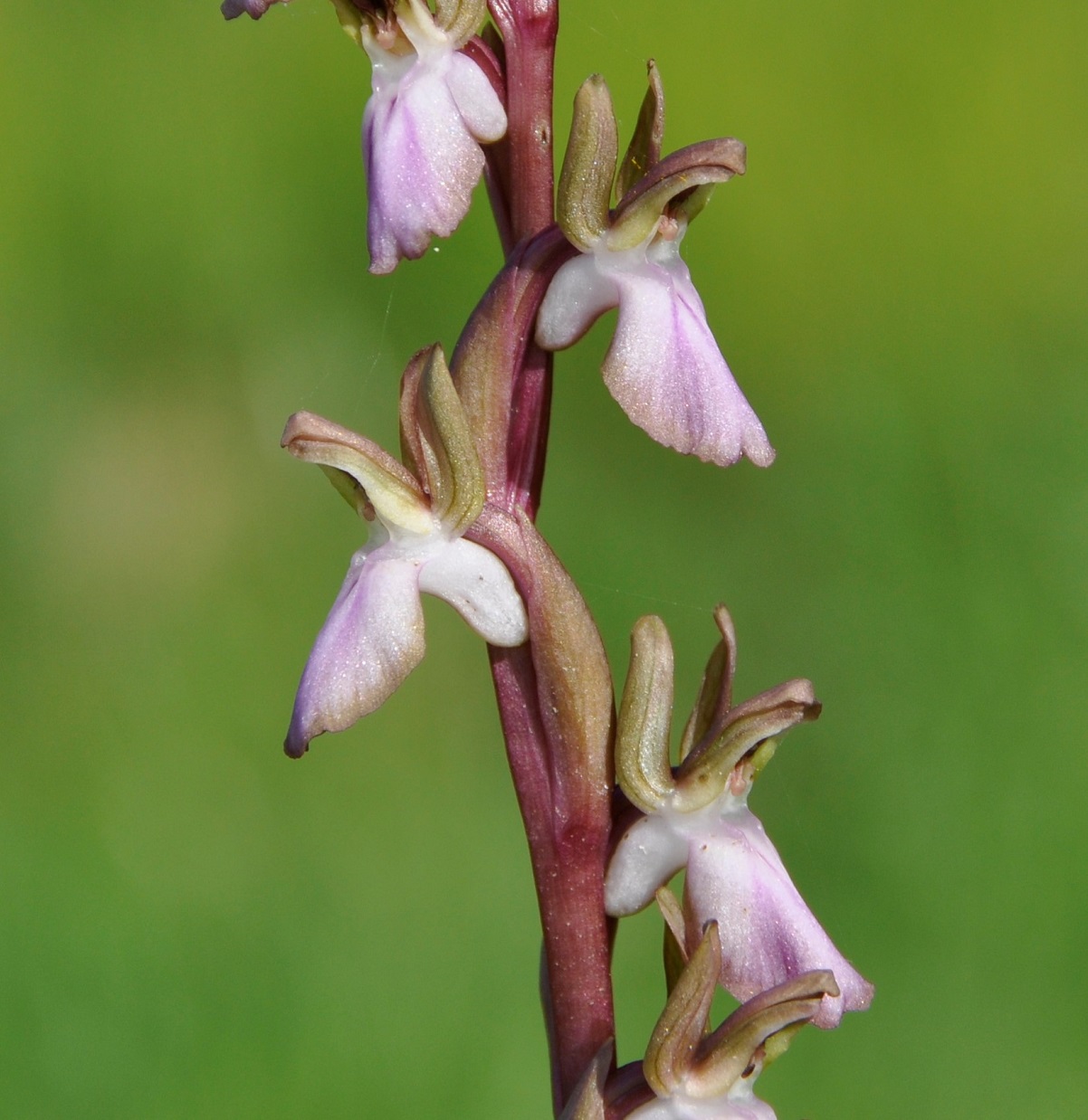 Изображение особи Anacamptis collina.