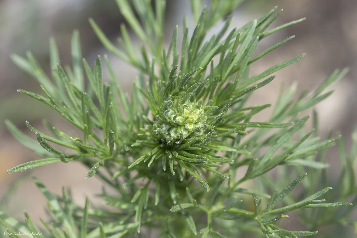 Image of Delphinium hispanicum specimen.