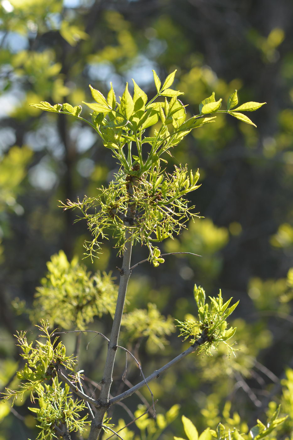 Image of Fraxinus pennsylvanica specimen.