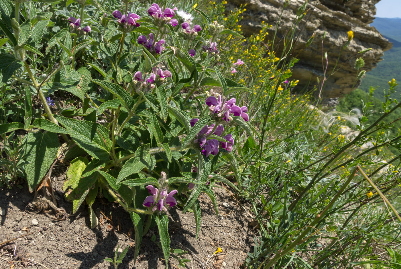 Image of Phlomis majkopensis specimen.