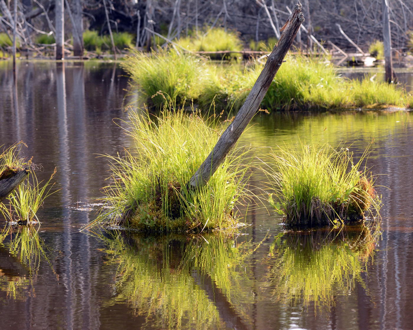 Image of Carex elongata specimen.