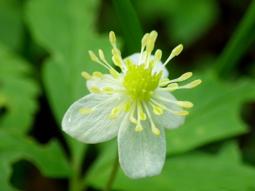 Image of Anemone osinovskiensis specimen.