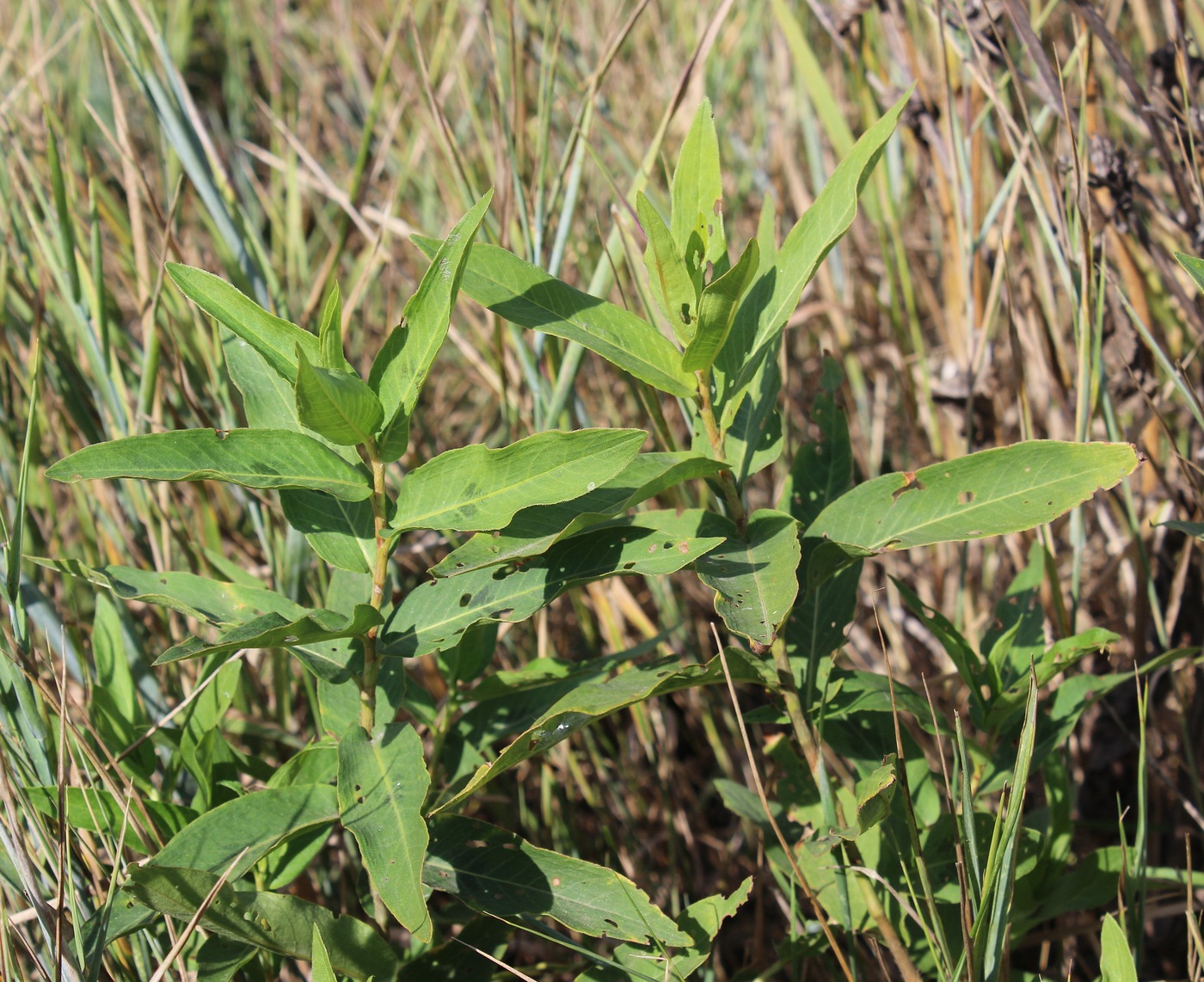 Image of Persicaria amphibia specimen.