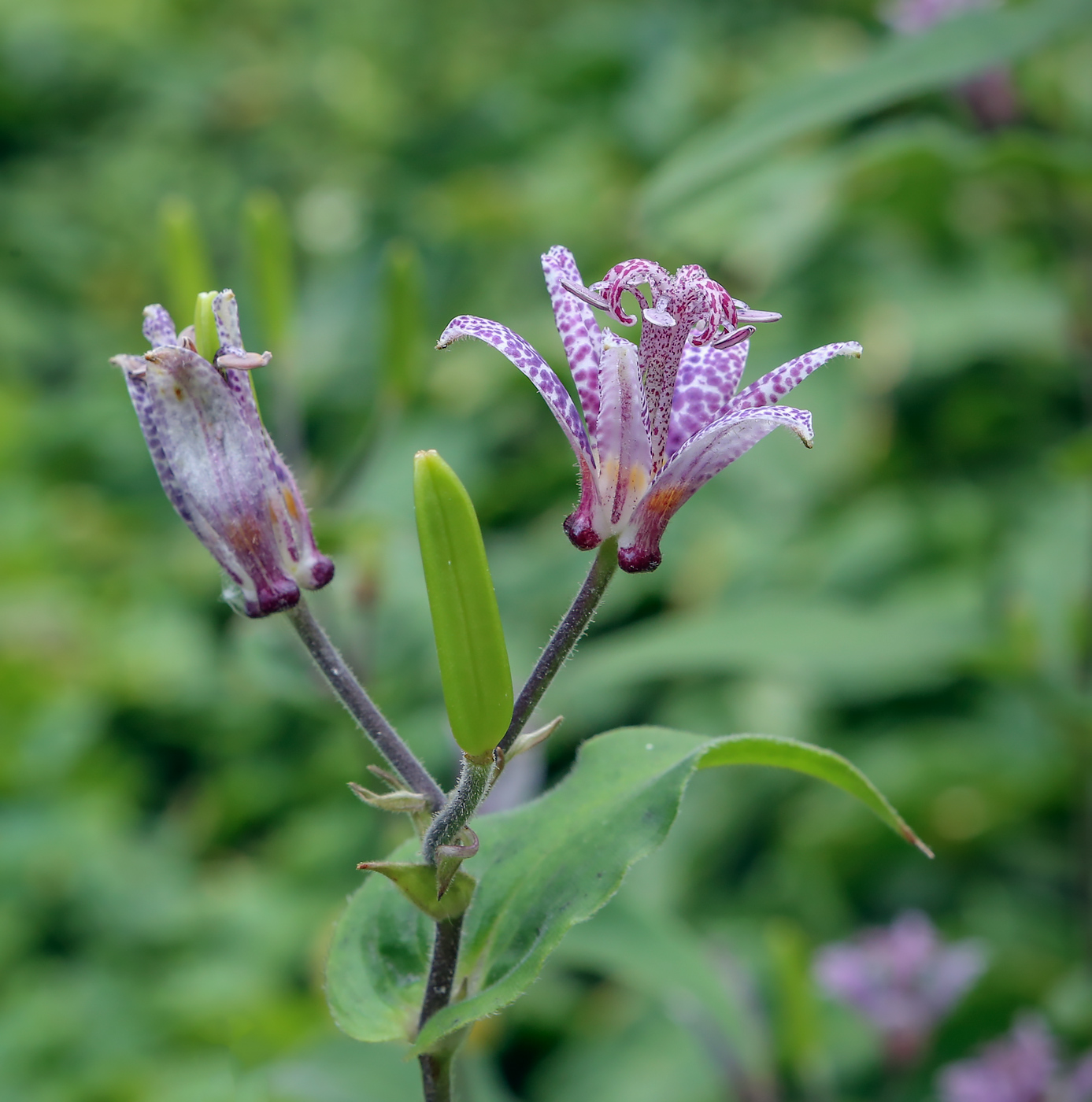 Изображение особи Tricyrtis hirta.