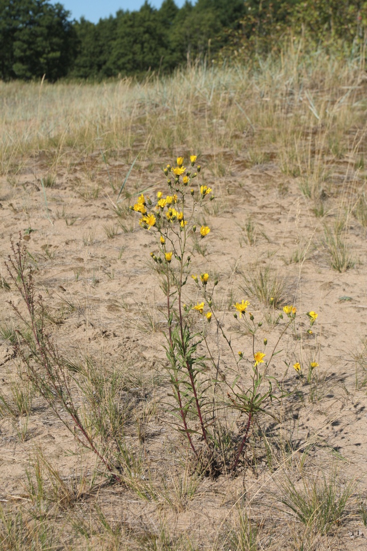 Image of Hieracium umbellatum specimen.