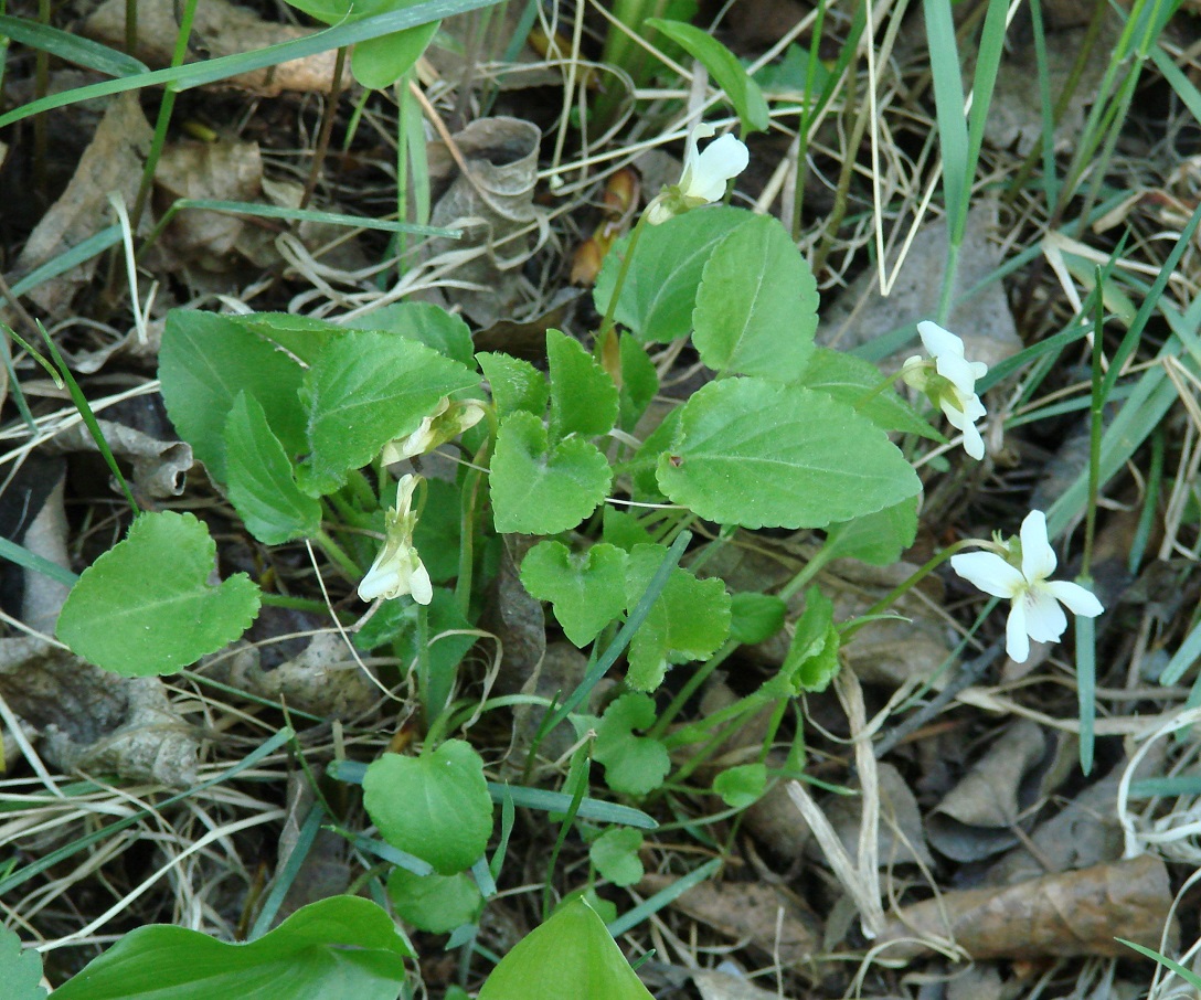 Image of Viola alexandrowiana specimen.