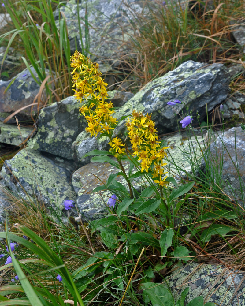 Image of Solidago virgaurea specimen.