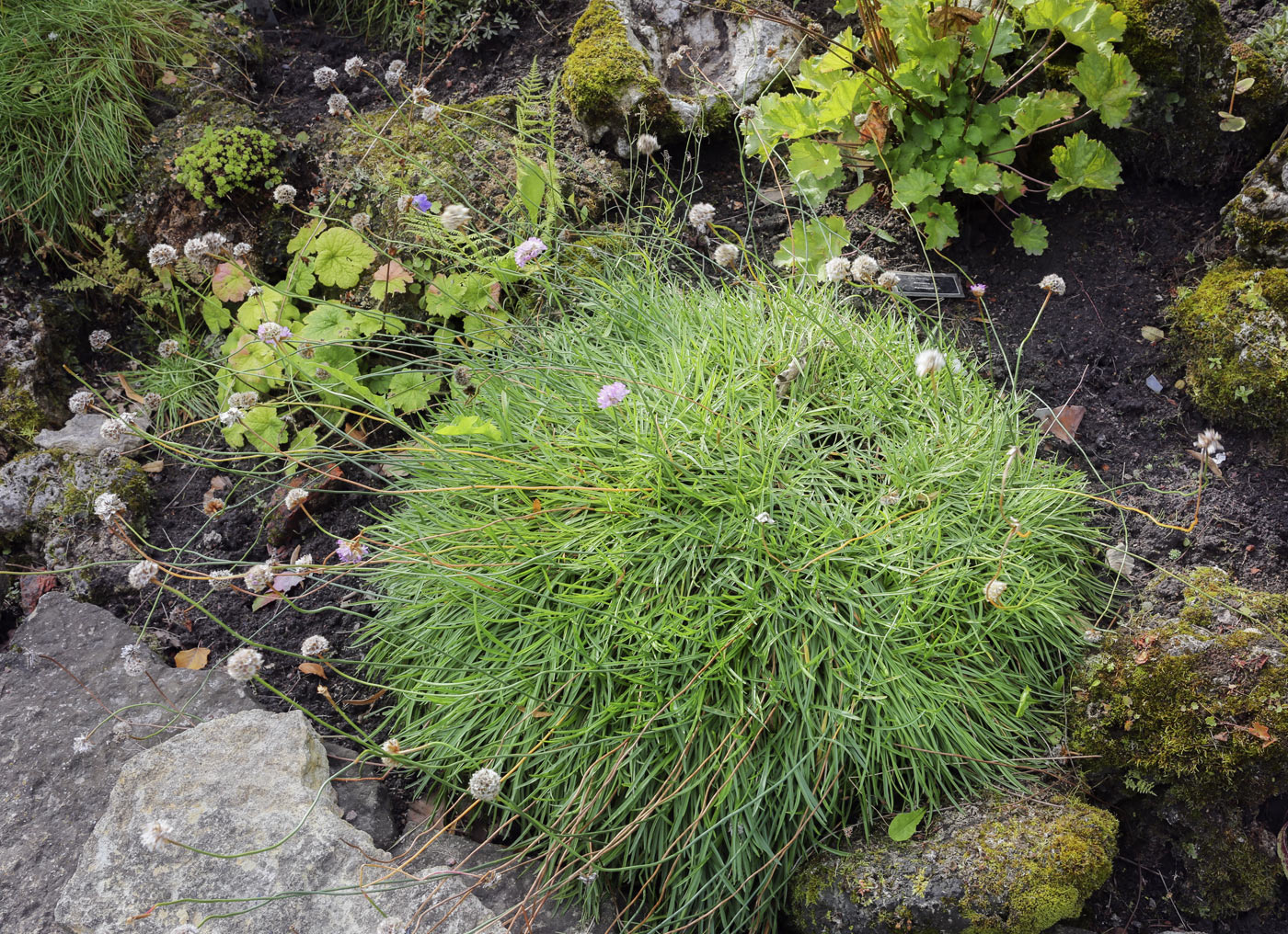 Image of Armeria vulgaris specimen.