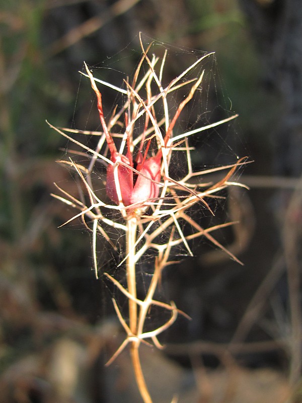 Изображение особи Nigella elata.