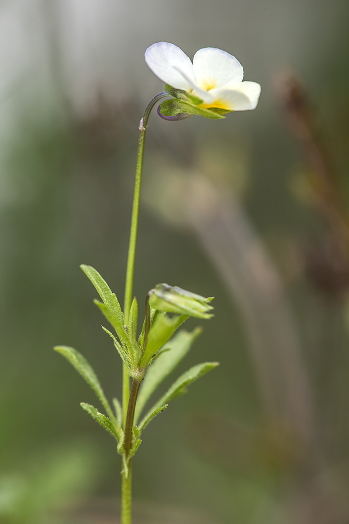 Изображение особи Viola hymettia.