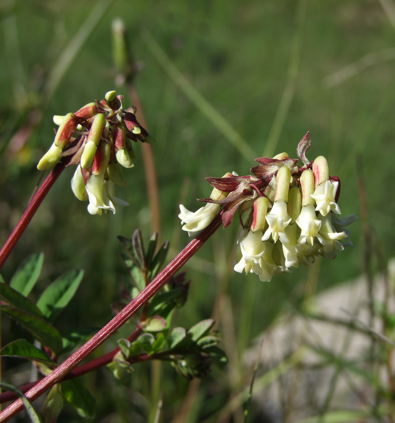 Изображение особи Astragalus frigidus.