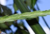 Lockhartia longifolia