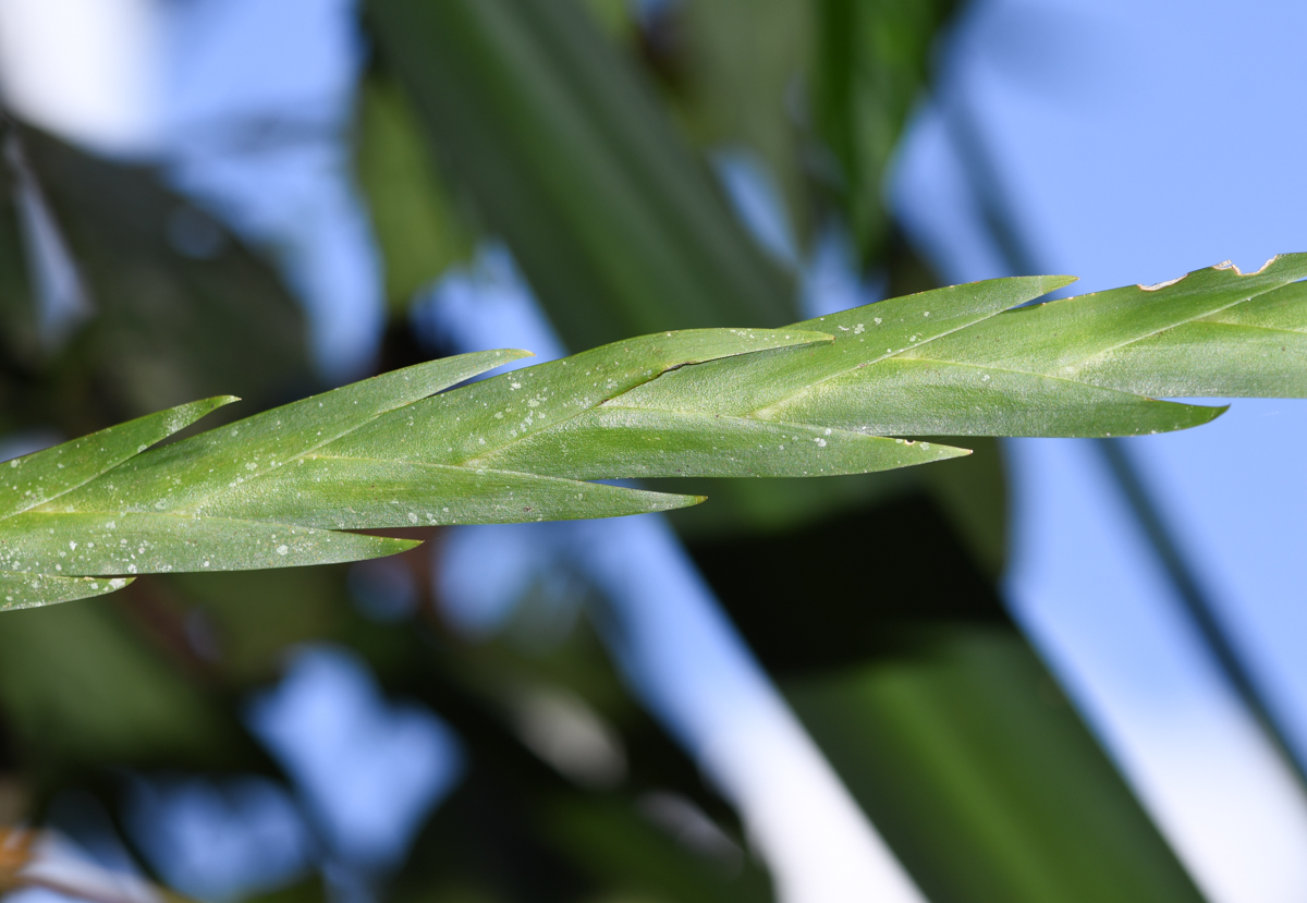 Image of Lockhartia longifolia specimen.