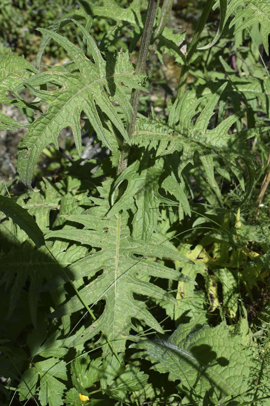 Изображение особи Cirsium rivulare.