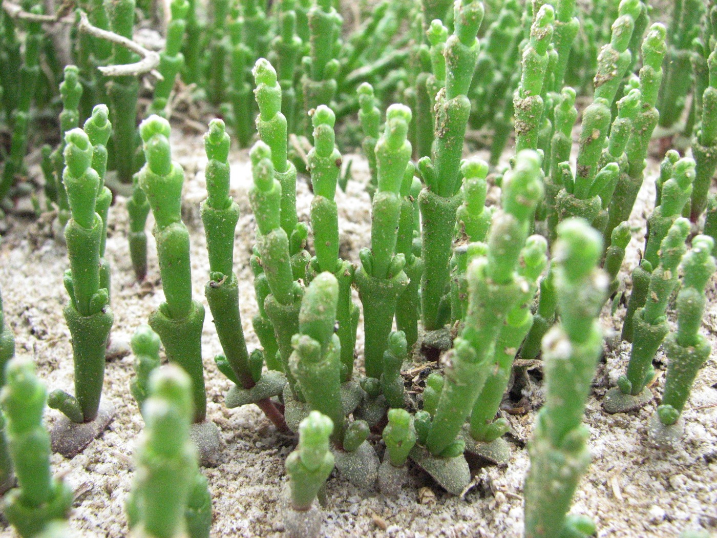 Image of Salicornia perennans specimen.