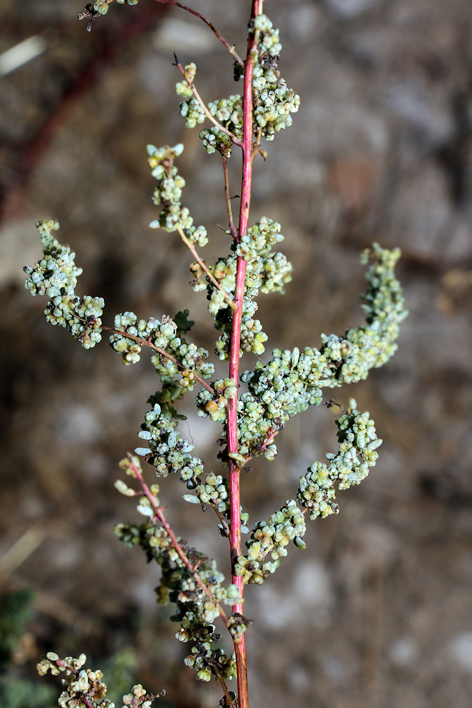 Image of Suaeda arcuata specimen.