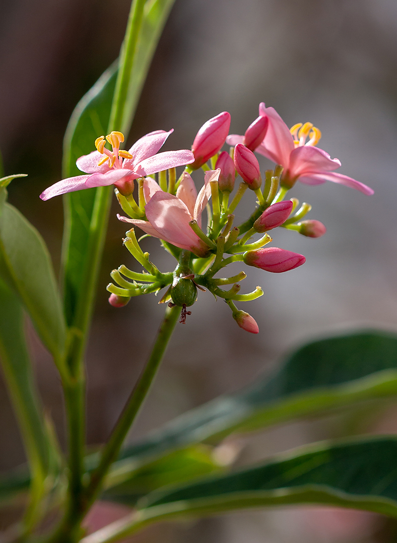 Изображение особи Jatropha integerrima.