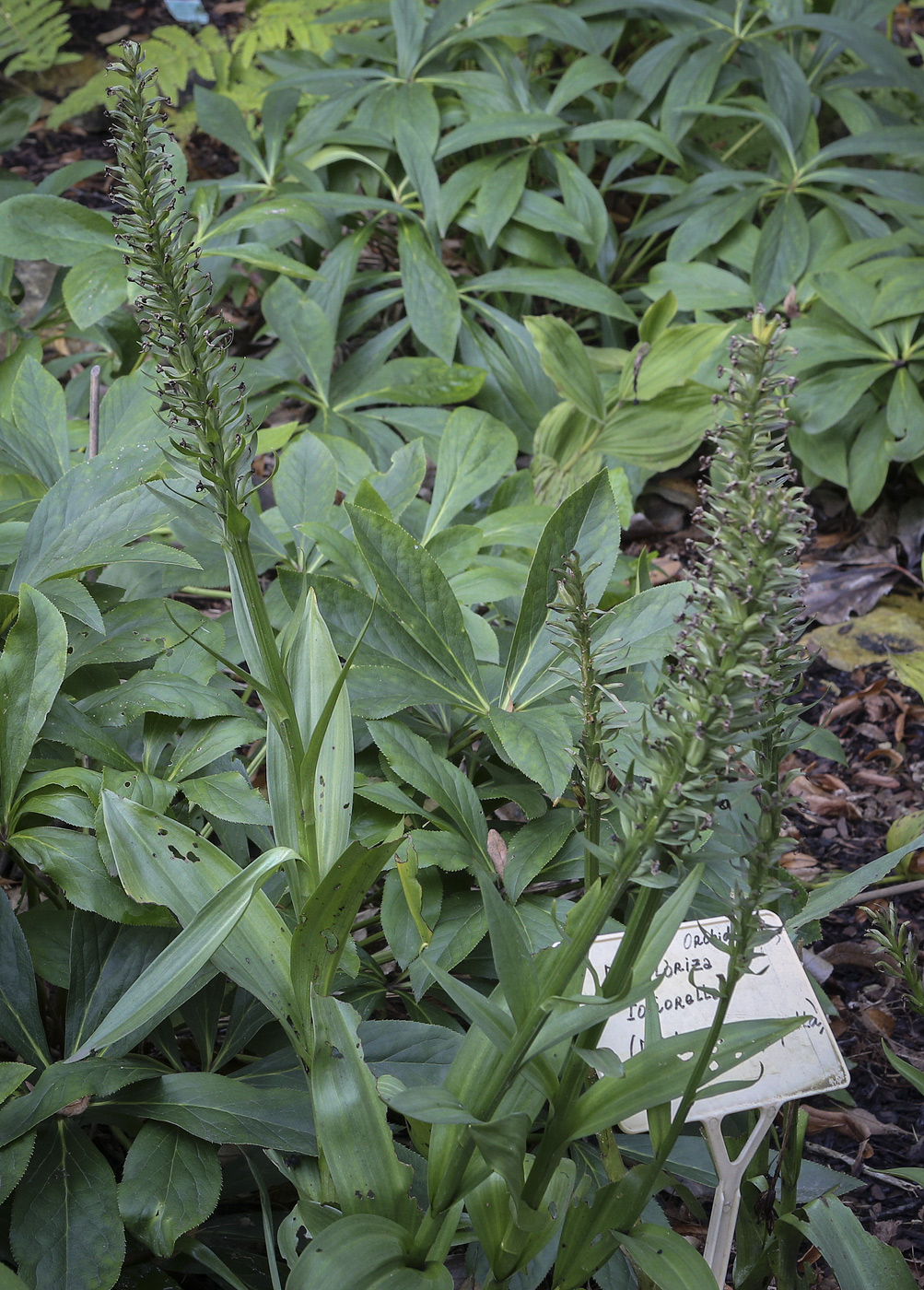 Image of genus Dactylorhiza specimen.