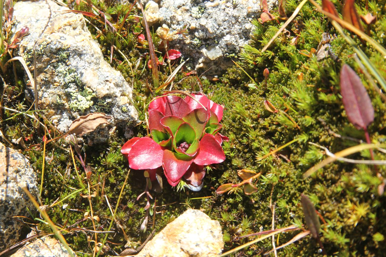 Image of Micranthes melaleuca specimen.