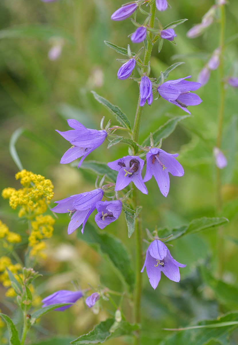 Изображение особи Campanula rapunculoides.