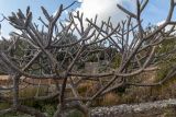 genus Plumeria. Верхушки веток покоящегося дерева. Израиль, г. Тель-Авив, парк Ариэля Шарона, в культуре. 20.02.2022.
