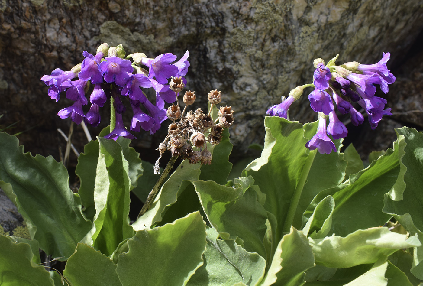 Image of Primula latifolia specimen.