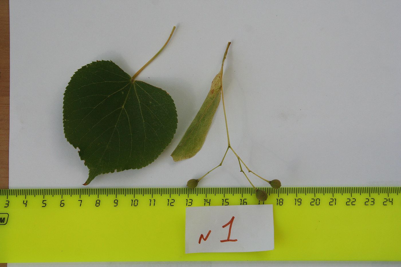 Image of Tilia platyphyllos specimen.