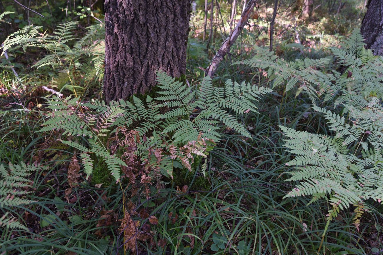 Изображение особи Pteridium pinetorum.