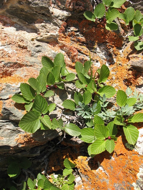 Image of Rhamnus microcarpa specimen.