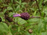 Cirsium setosum