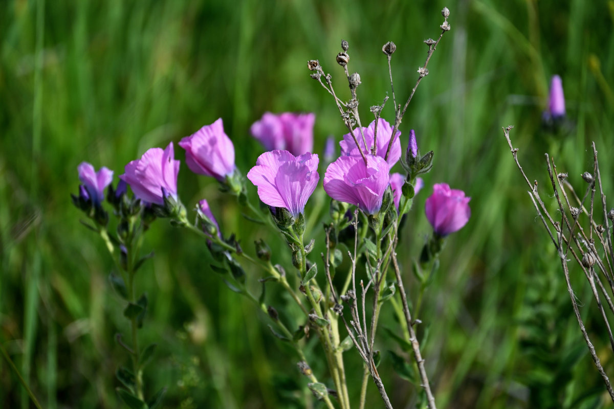 Изображение особи Linum hypericifolium.