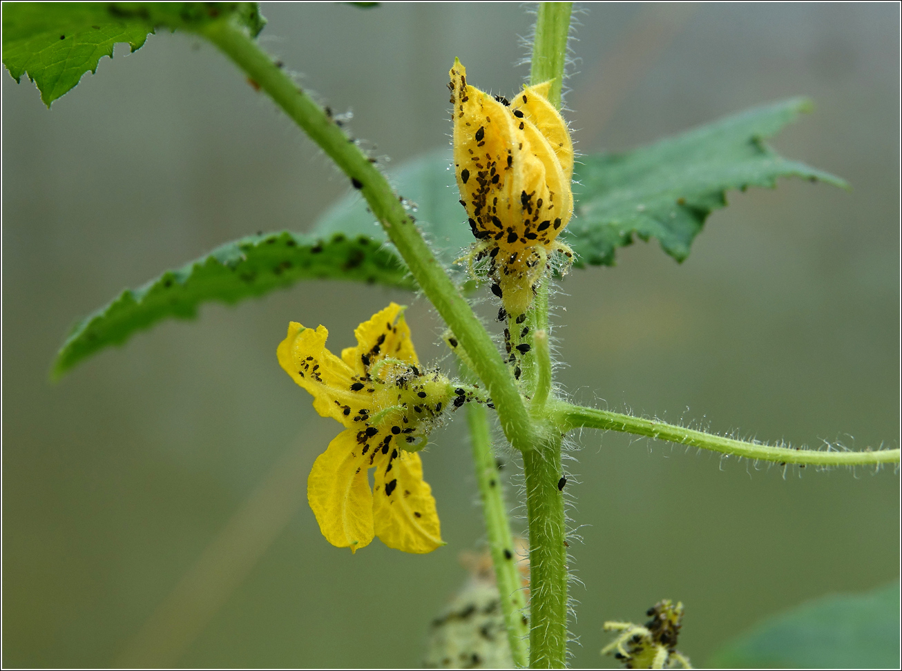 Изображение особи Cucumis sativus.