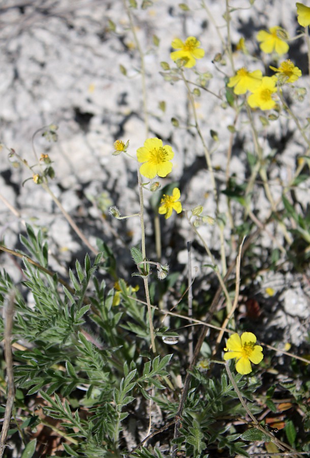 Image of Helianthemum georgicum specimen.