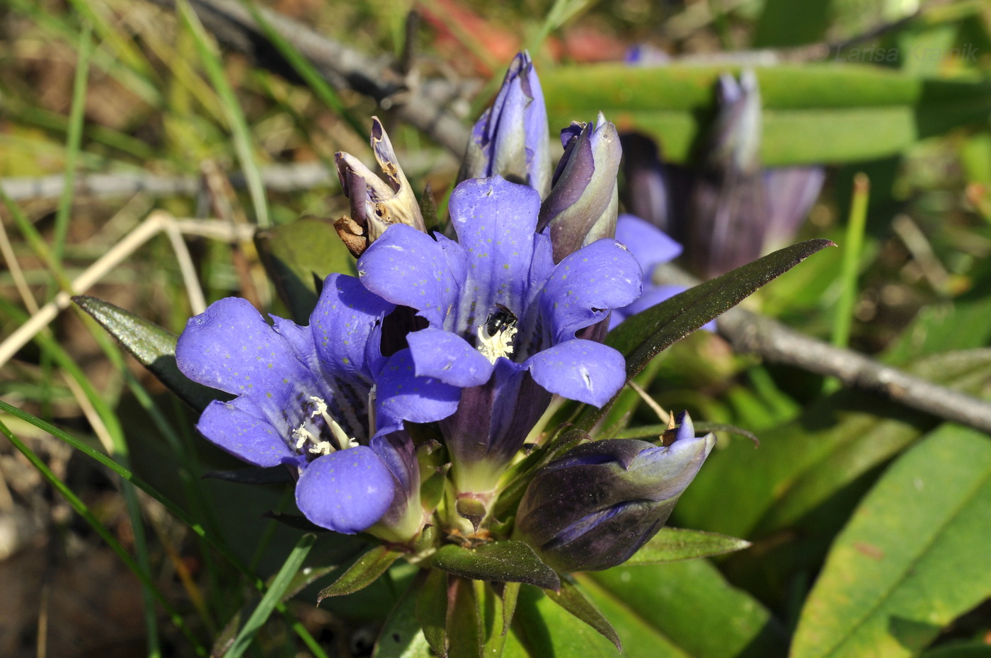 Изображение особи Gentiana scabra.