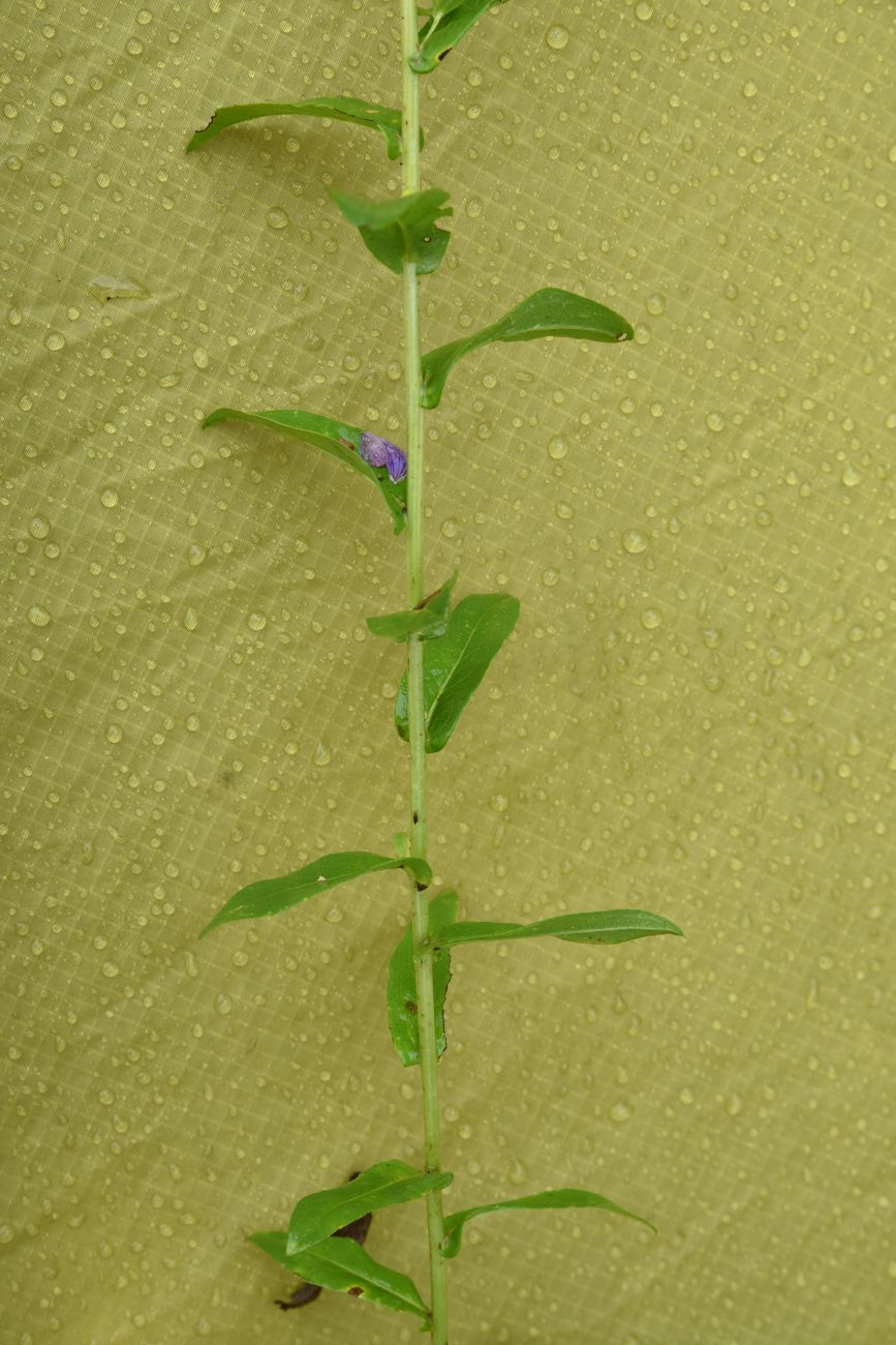 Image of Inula aspera specimen.