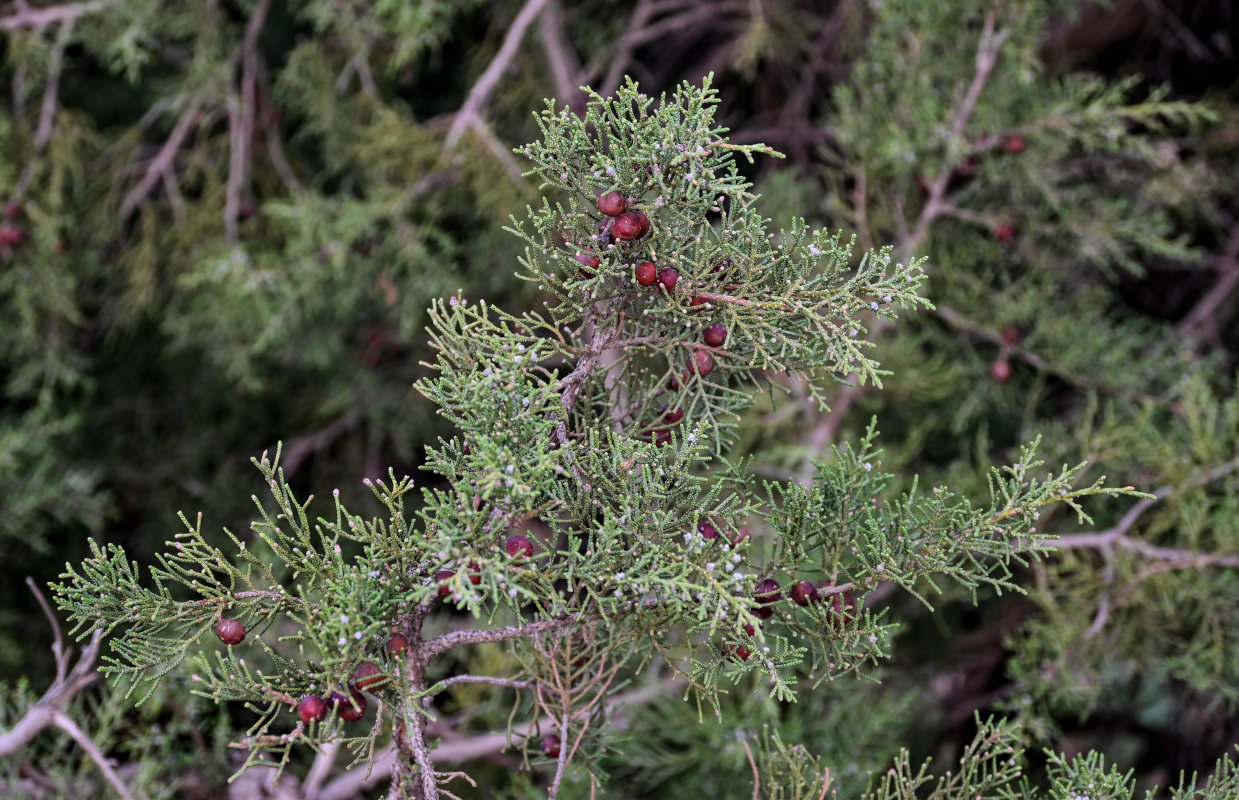 Изображение особи Juniperus phoenicea.