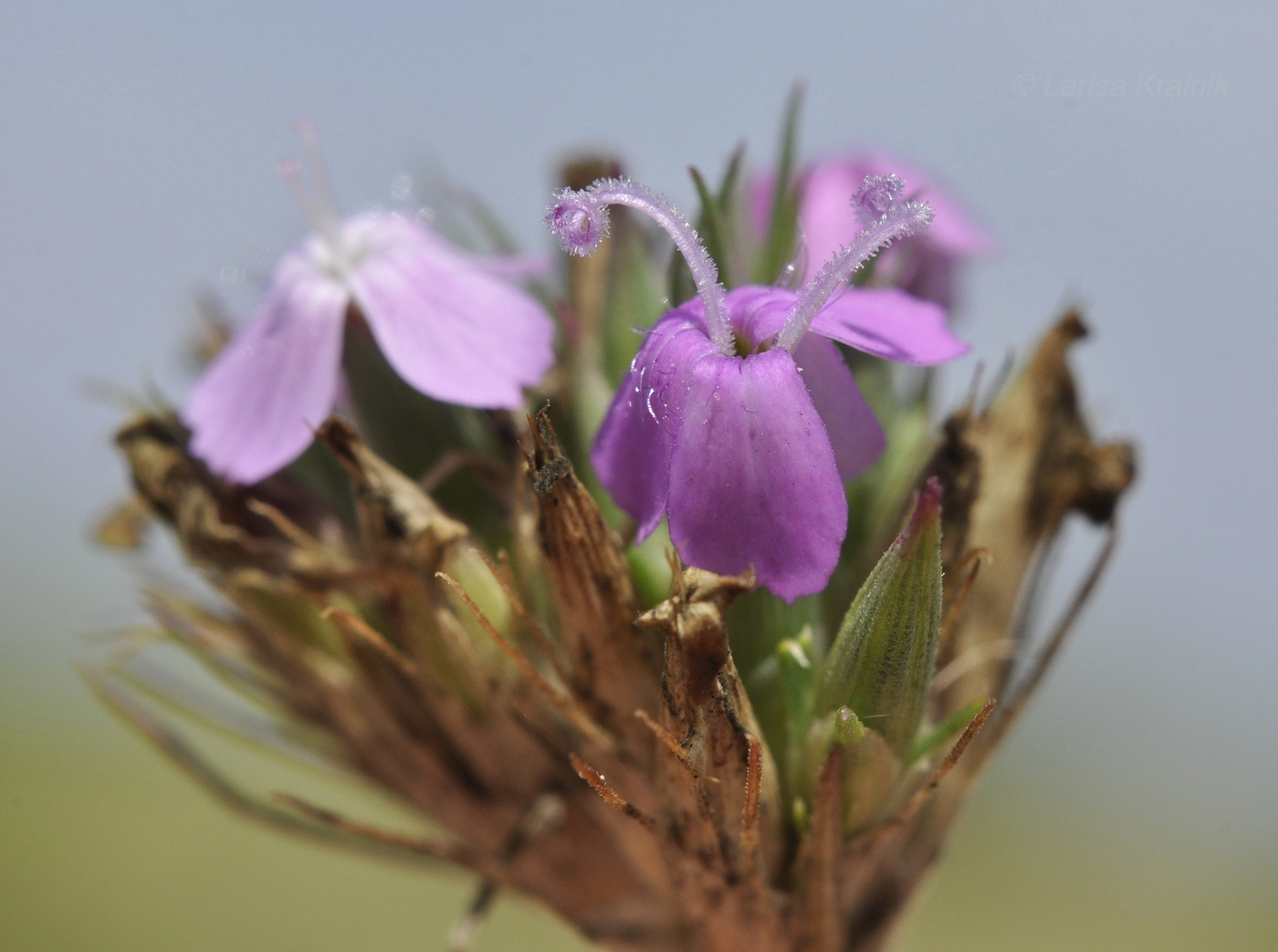 Изображение особи Dianthus pseudarmeria.