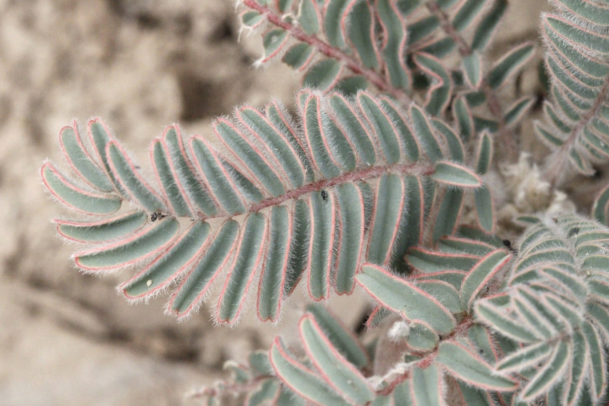 Image of genus Astragalus specimen.